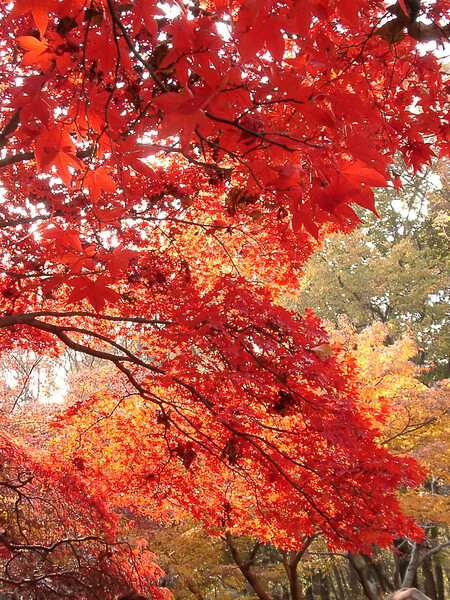 ◆紅葉スケッチ-55 神代植物公園⑮