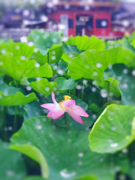 白日夢２