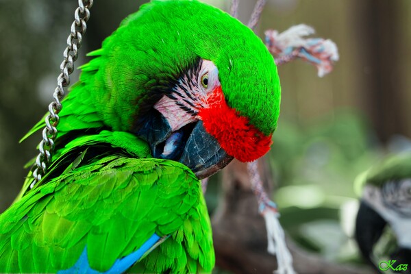 Blue-and-yellow Macaw 