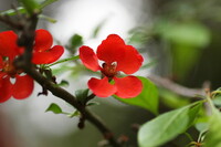 隣の庭の赤い花