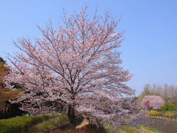 春、桜色