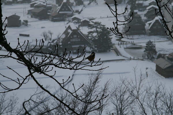 【寒】冬の雀