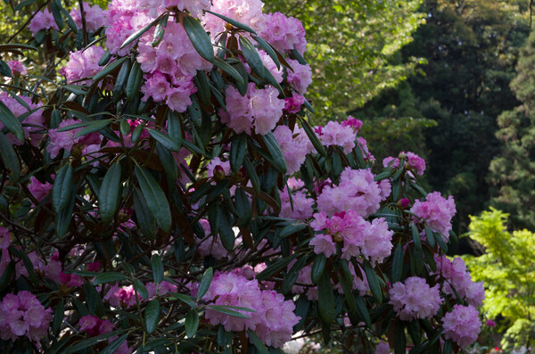 山寺の石楠花