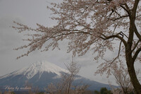 富士と桜と