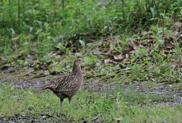 ベッピンさん