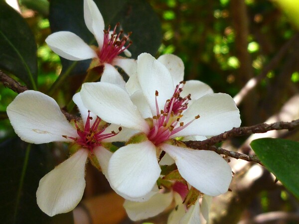 マルバシャリンバイの花