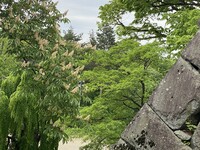 盛岡城跡にて