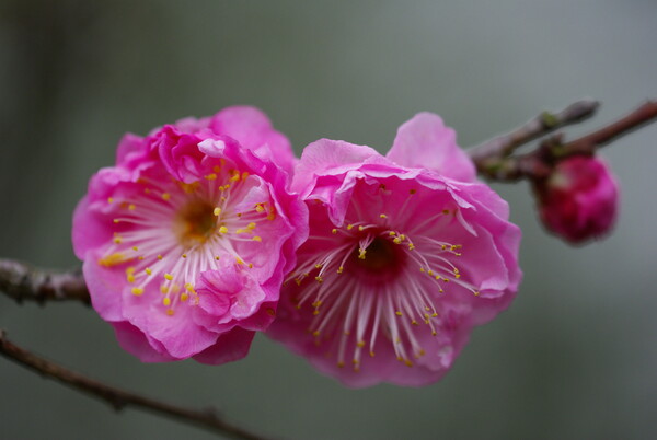 曇り日の桃の花②