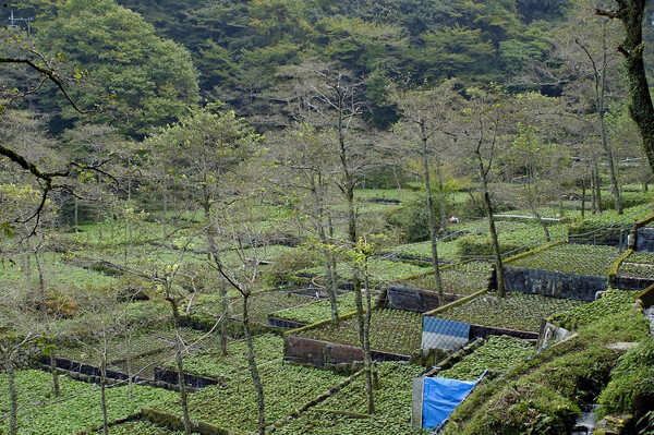 わさび田