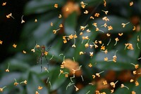 【花のある情景・秋】 金色の簾