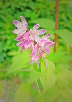 薄紅色に