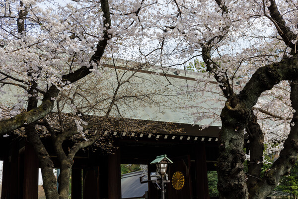 靖国神社の桜２