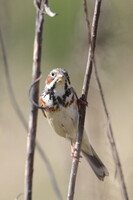 草原の鳥のお約束