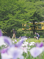 菖蒲まつり〜颯爽と〜