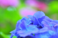 好きな紫陽花の色