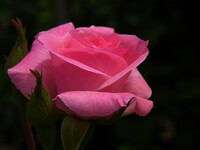 バラ【色】の薔薇