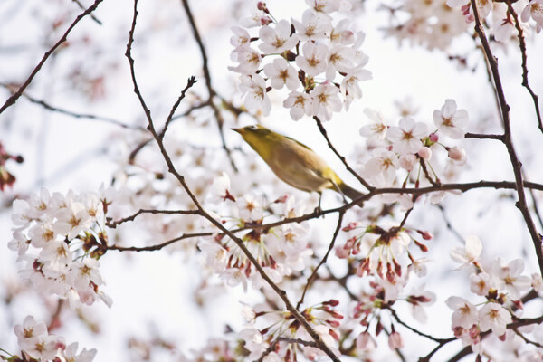 【動感】 桜だ！桜じろースパート！