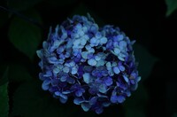 盛夏