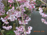 今朝の撮りたて（４月８日）しだれ桜