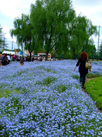 青の庭・・・