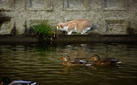 【横顔】 水際の猫