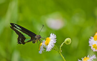 【今年の一枚】 春を生きるアゲハ蝶