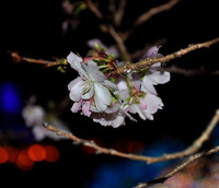 １１月の夜桜