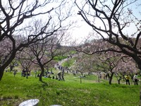 【花のある情景】桜だらけぇ〜♪