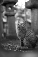 【猫】野良猫神社