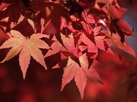 【秋影】紅の葉