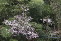 早咲山桜