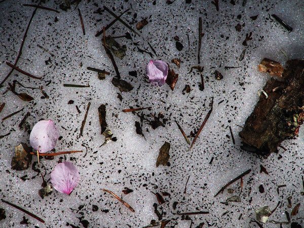 残雪に散る桜