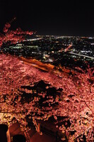 夜景と桜