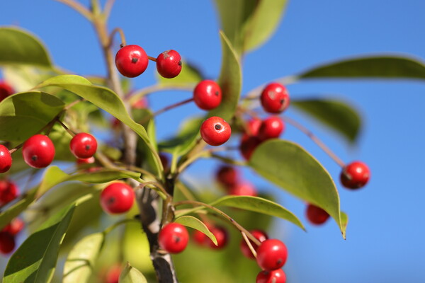 町内のサンライズ