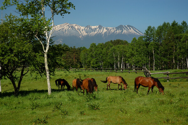 木曽馬と御嶽山