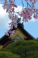京都御所の桜