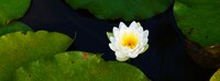水蓮