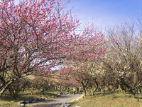 【春景】昨年の梅花散策