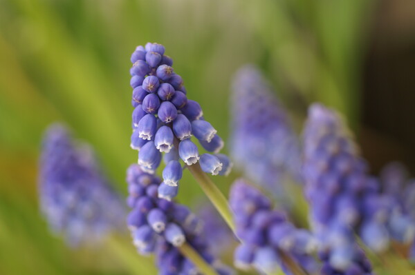 【春】紫　ムスカリ