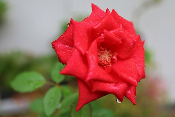 雨に咲く薔薇