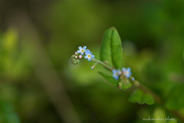 小さな春の花