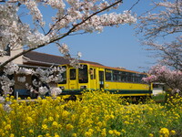 【2008】菜の花列車