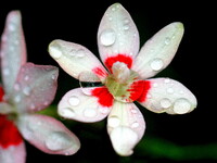【初夏】小さい花に雨露が