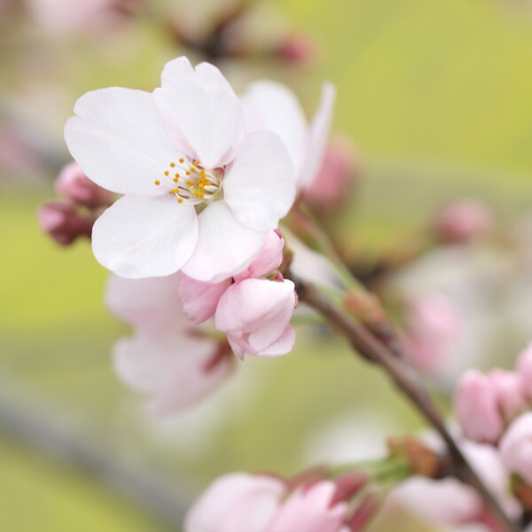 【おだやかに・・・春】 春の彩り