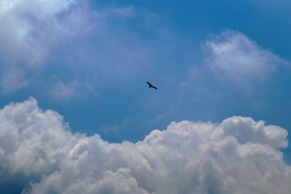 夏の雲