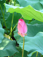 台北植物園の蓮の花-3