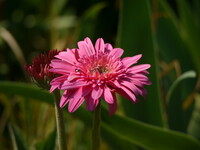 Olympus ZD75-300mmF4-5.6
