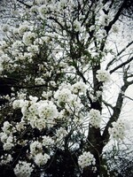 まだこんな感じの桜