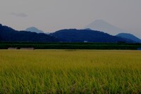 黄金の稲穂の向こうに富士山