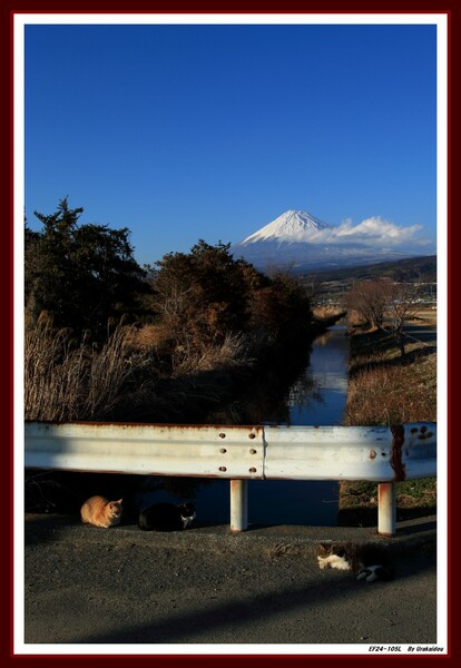 野良猫と富士山